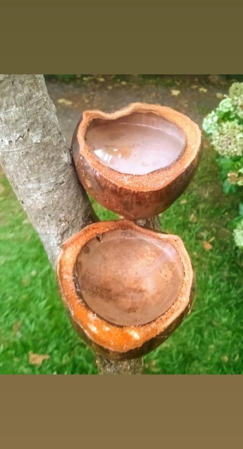 فيلا أوسوريوفي Cabana Rustica Calabresi المظهر الخارجي الصورة